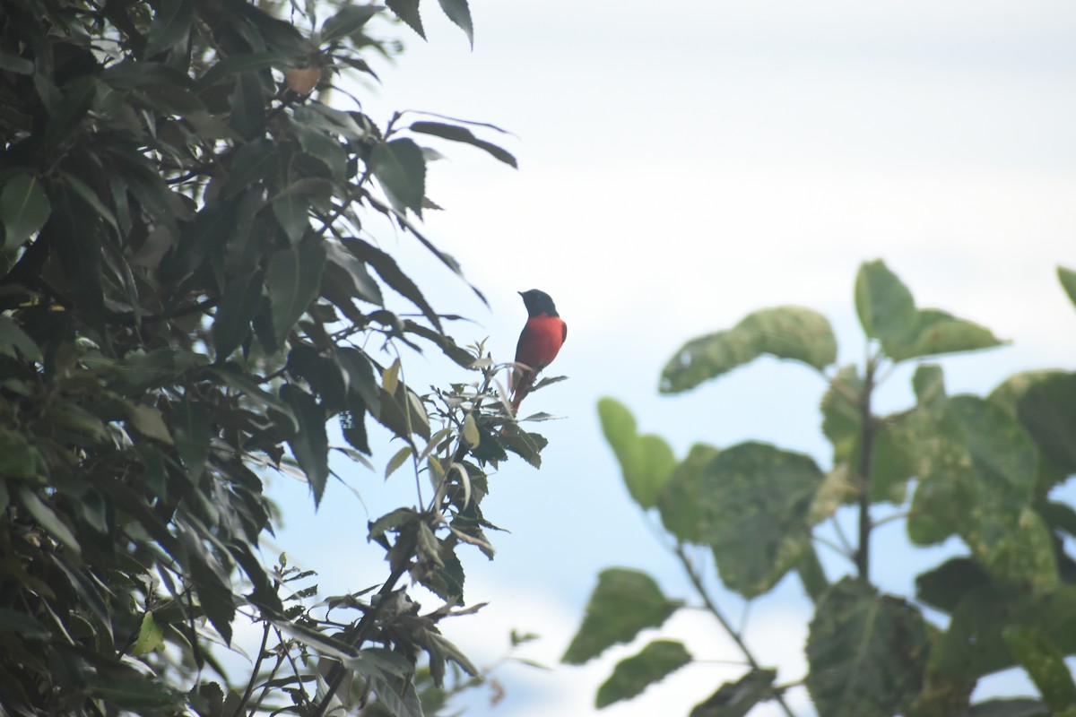 Minivet écarlate - ML643496504