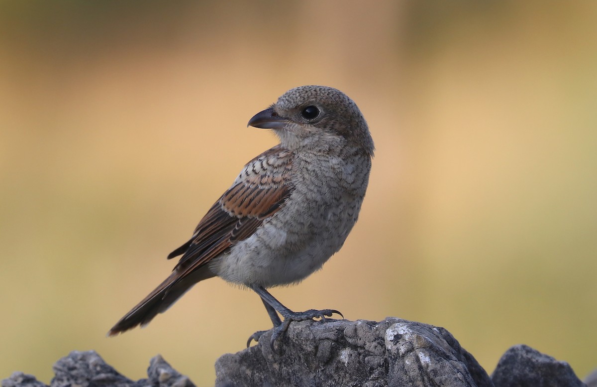 Woodchat Shrike - ML643496506