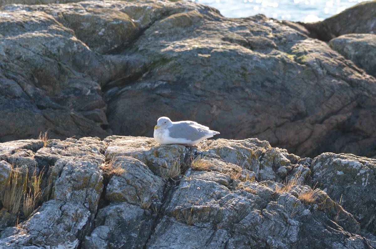 ワシカモメ - ML643496518