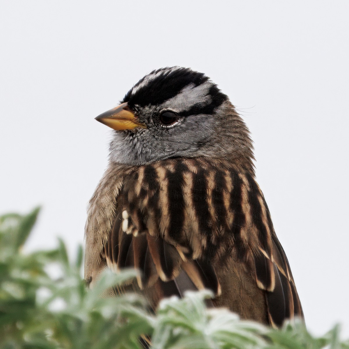 White-crowned Sparrow - ML643496522
