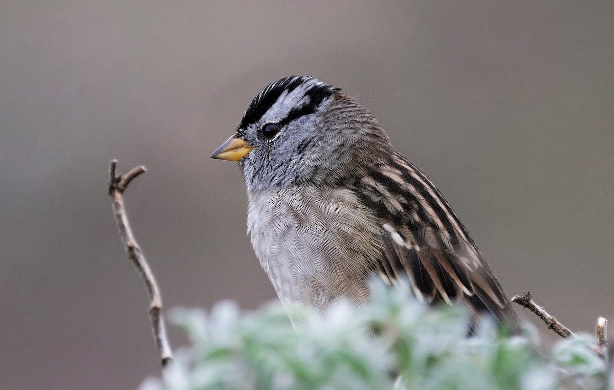 White-crowned Sparrow - ML643496523