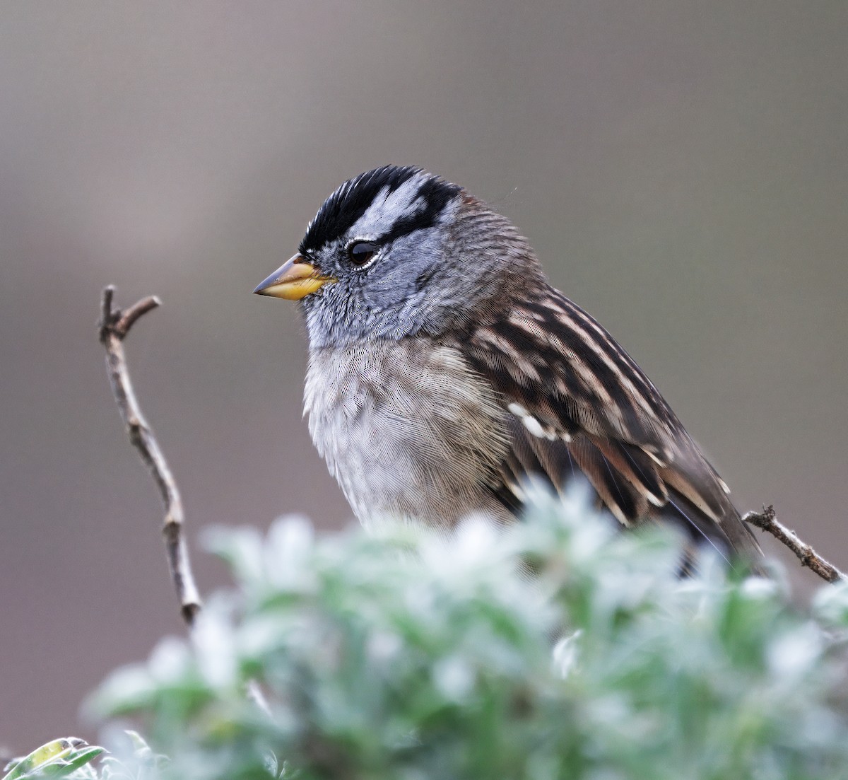 White-crowned Sparrow - ML643496524