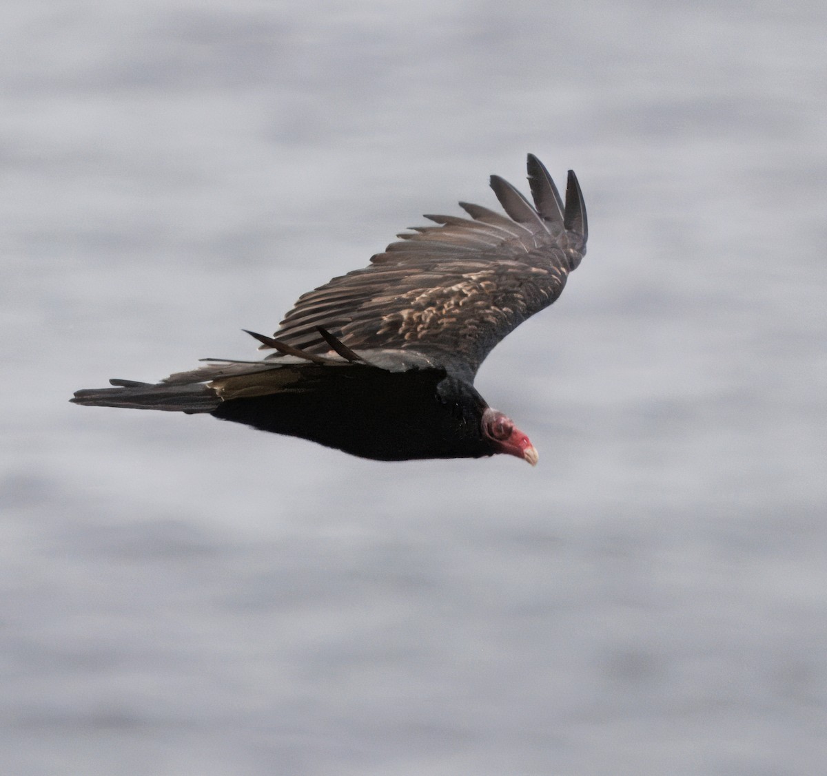 Turkey Vulture - ML643496532