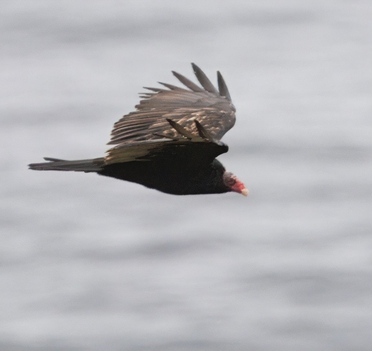 Turkey Vulture - ML643496533
