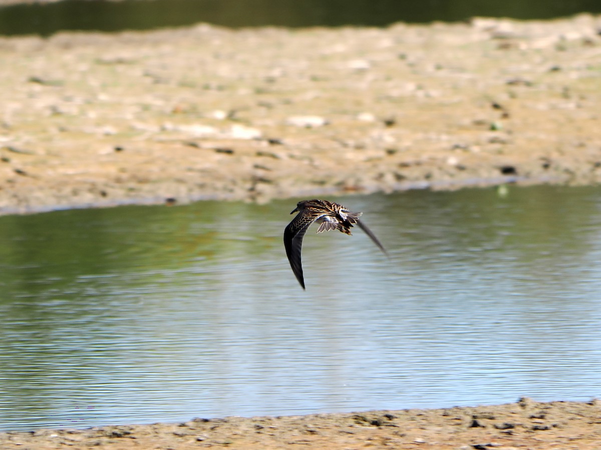 Pectoral Sandpiper - ML643496540