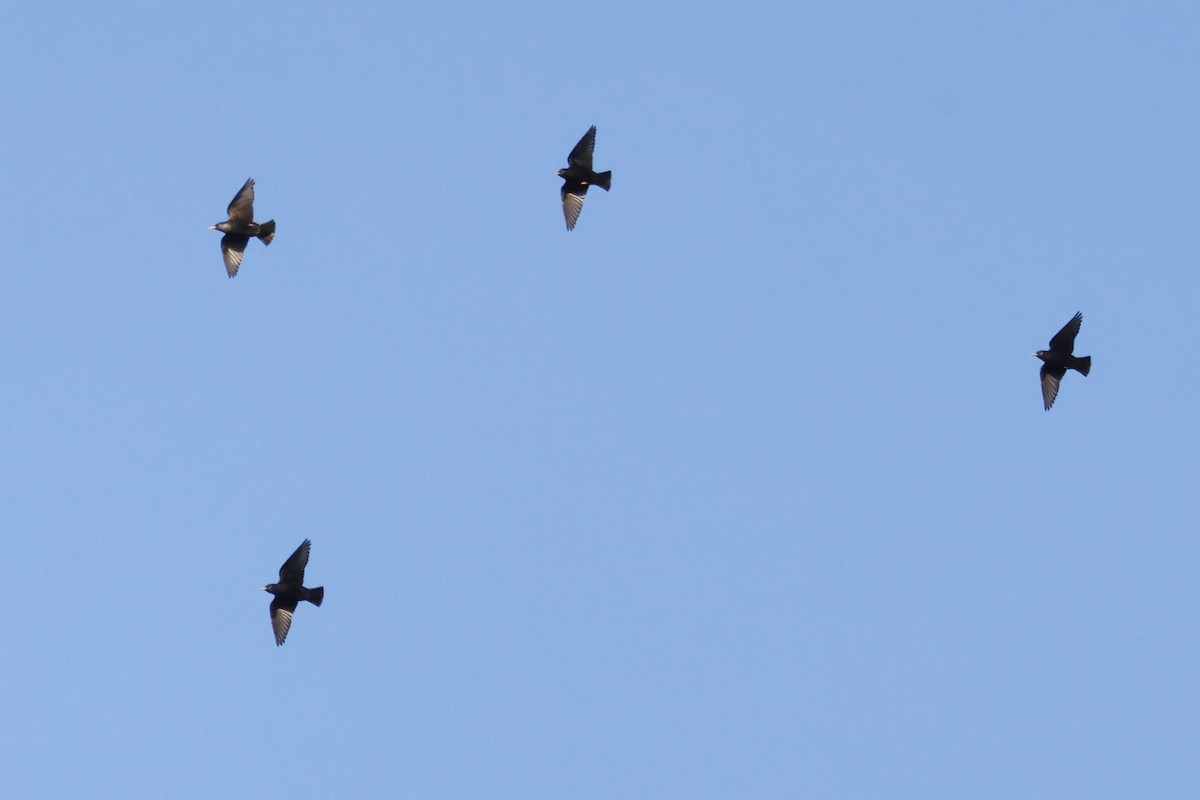 Spotless Starling - ML643496543