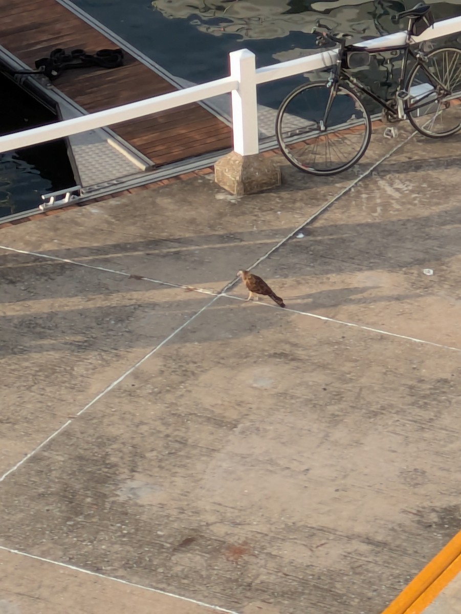 Yellow-headed Caracara - ML643496553