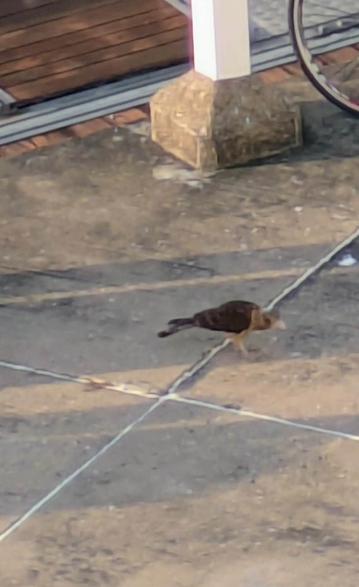 Yellow-headed Caracara - ML643496581