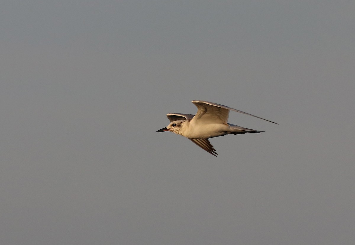 Gull-billed Tern - ML643496602