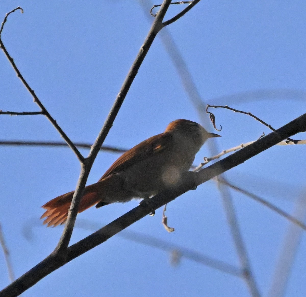 Rusty-backed Spinetail - ML643496604