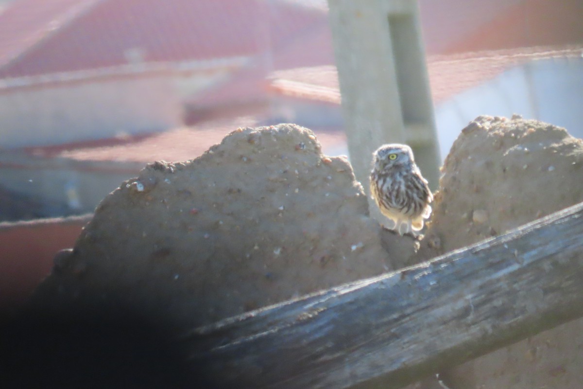 kirkeugle - ML643496617