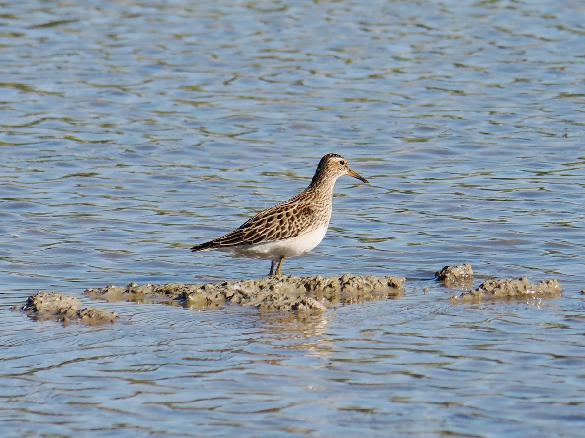 Pectoral Sandpiper - ML643496624