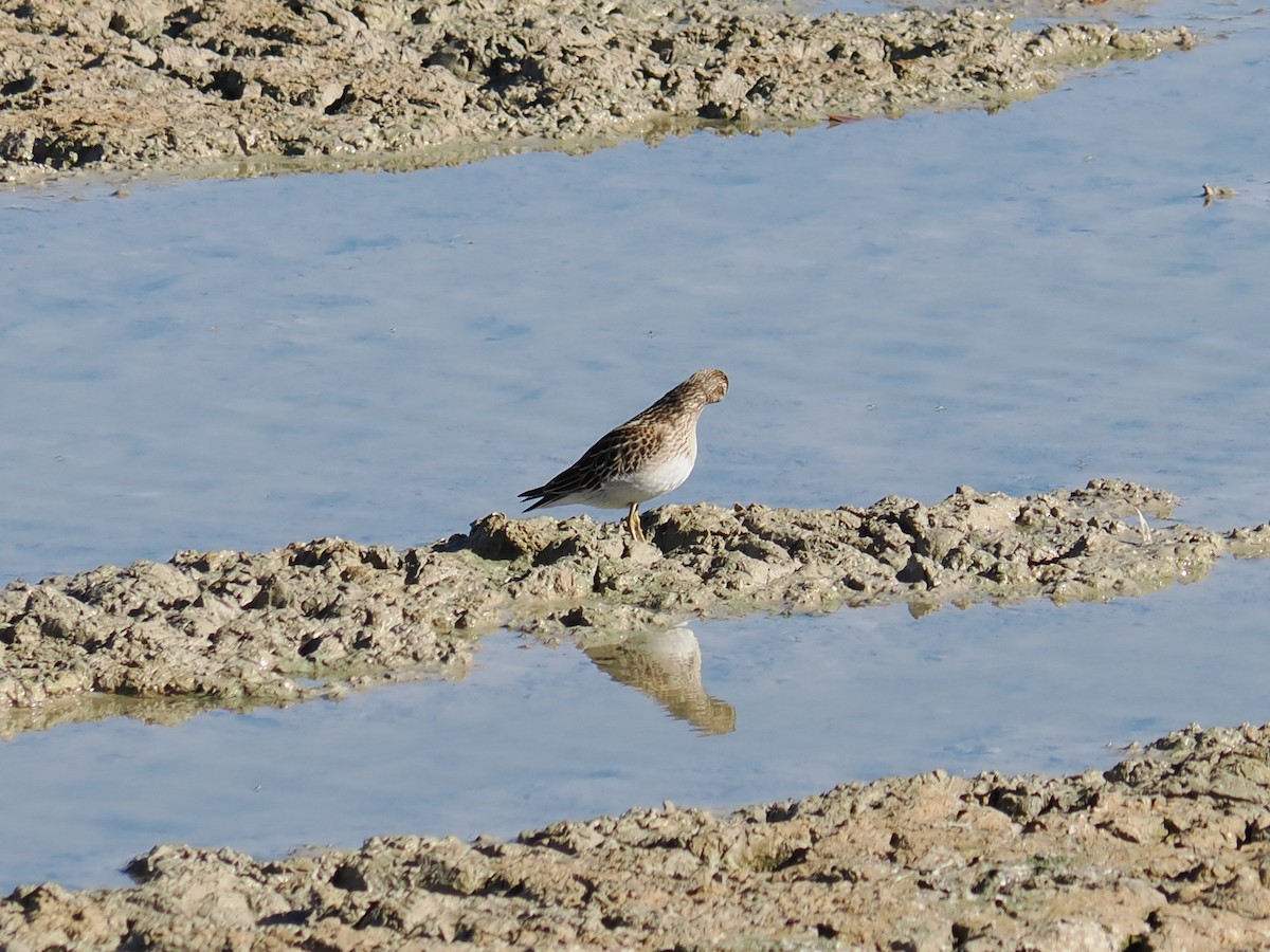Pectoral Sandpiper - ML643496625