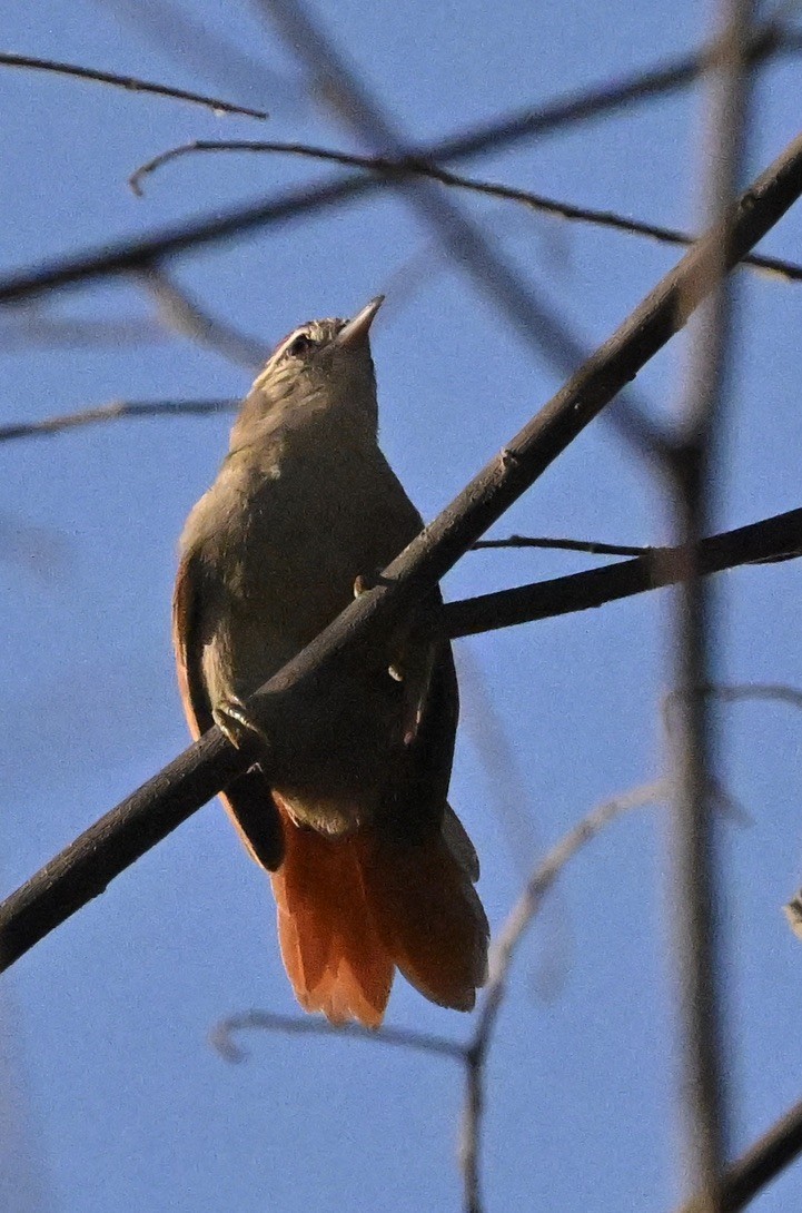 Rusty-backed Spinetail - ML643496627
