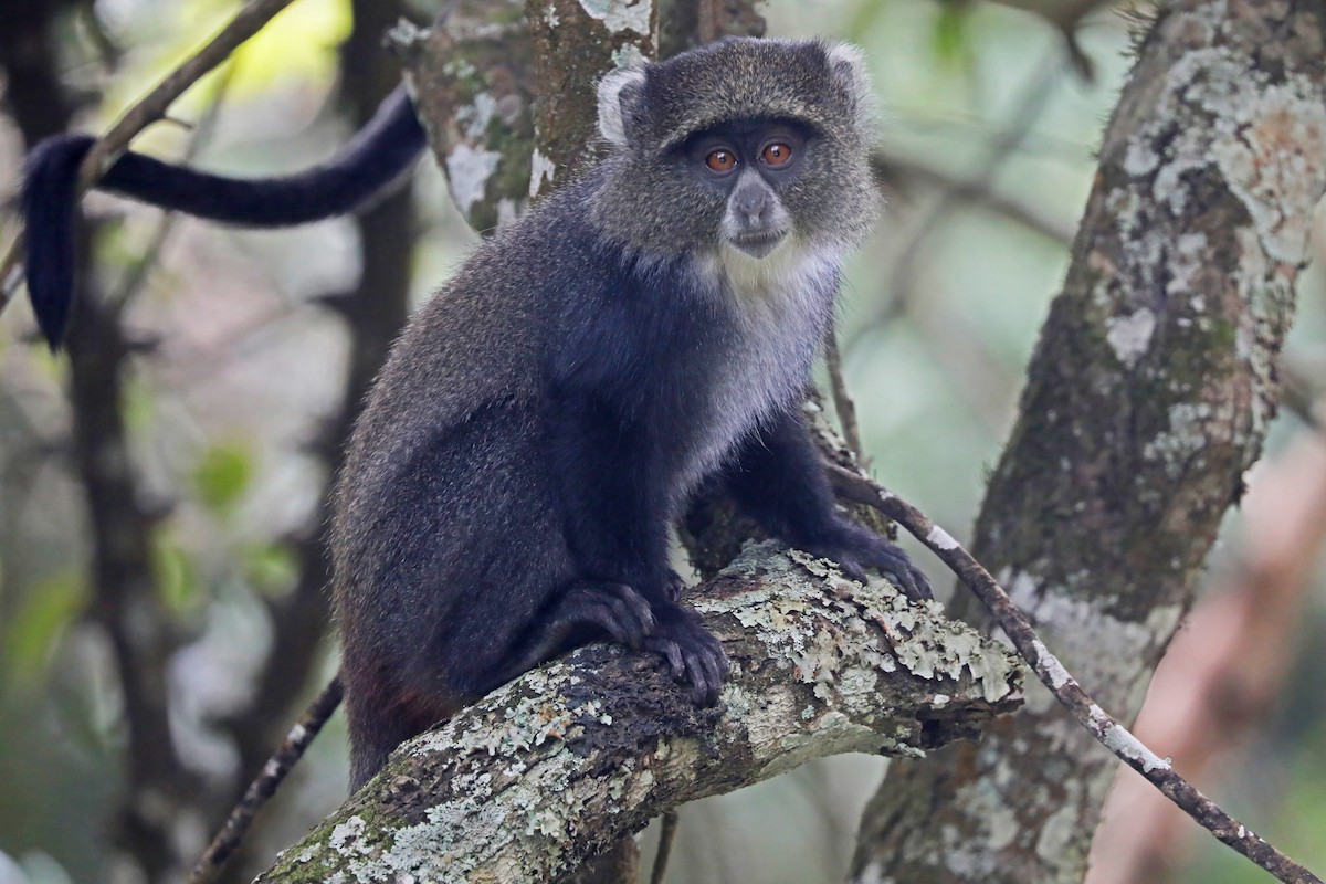 Blue Monkey - ML643496658