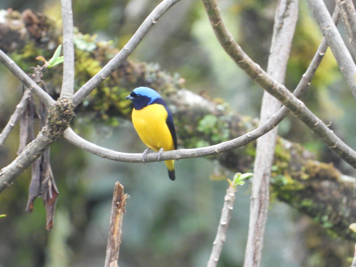 Golden-rumped Euphonia - ML643496680