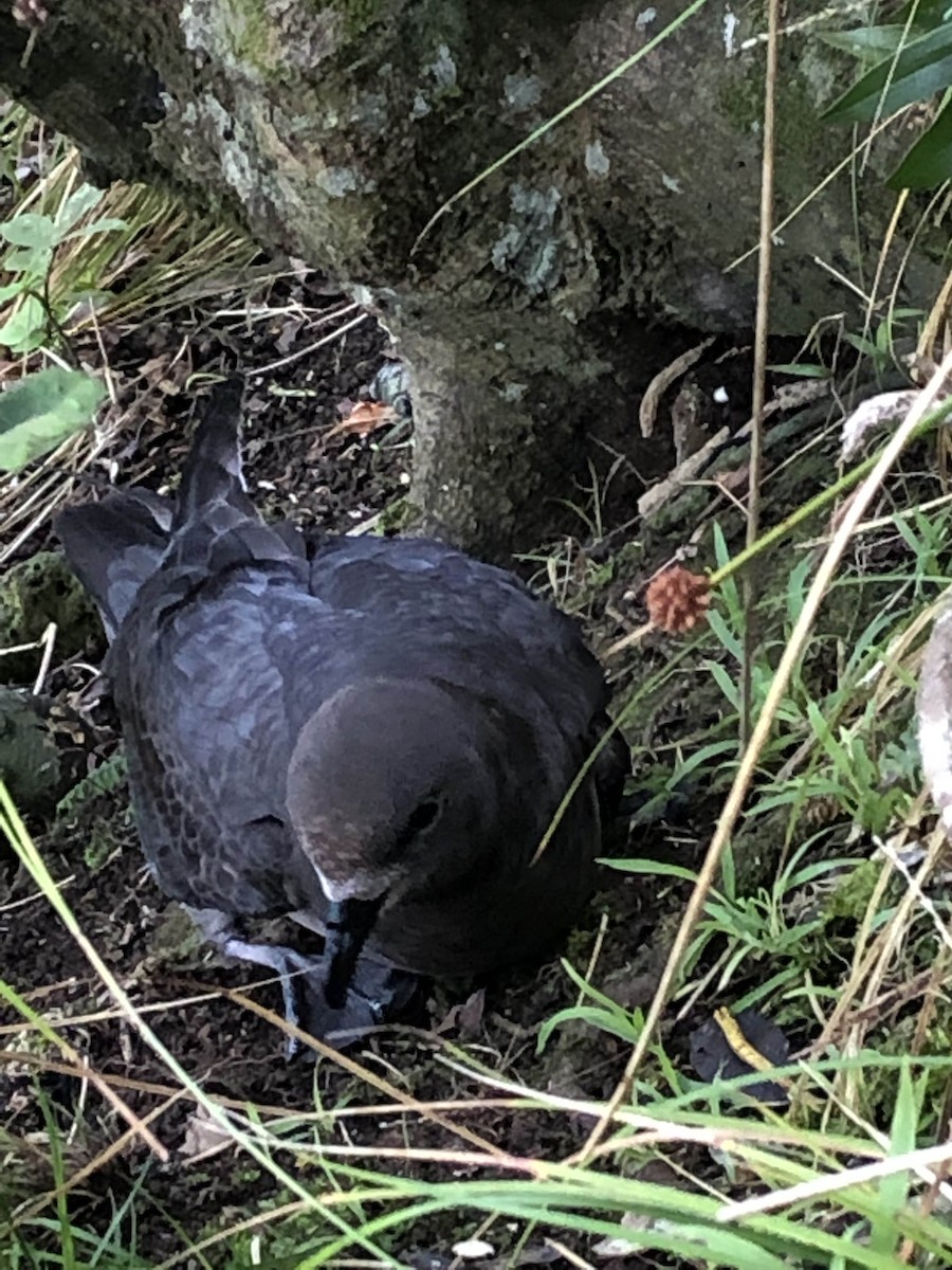 Providence Petrel - ML643496686