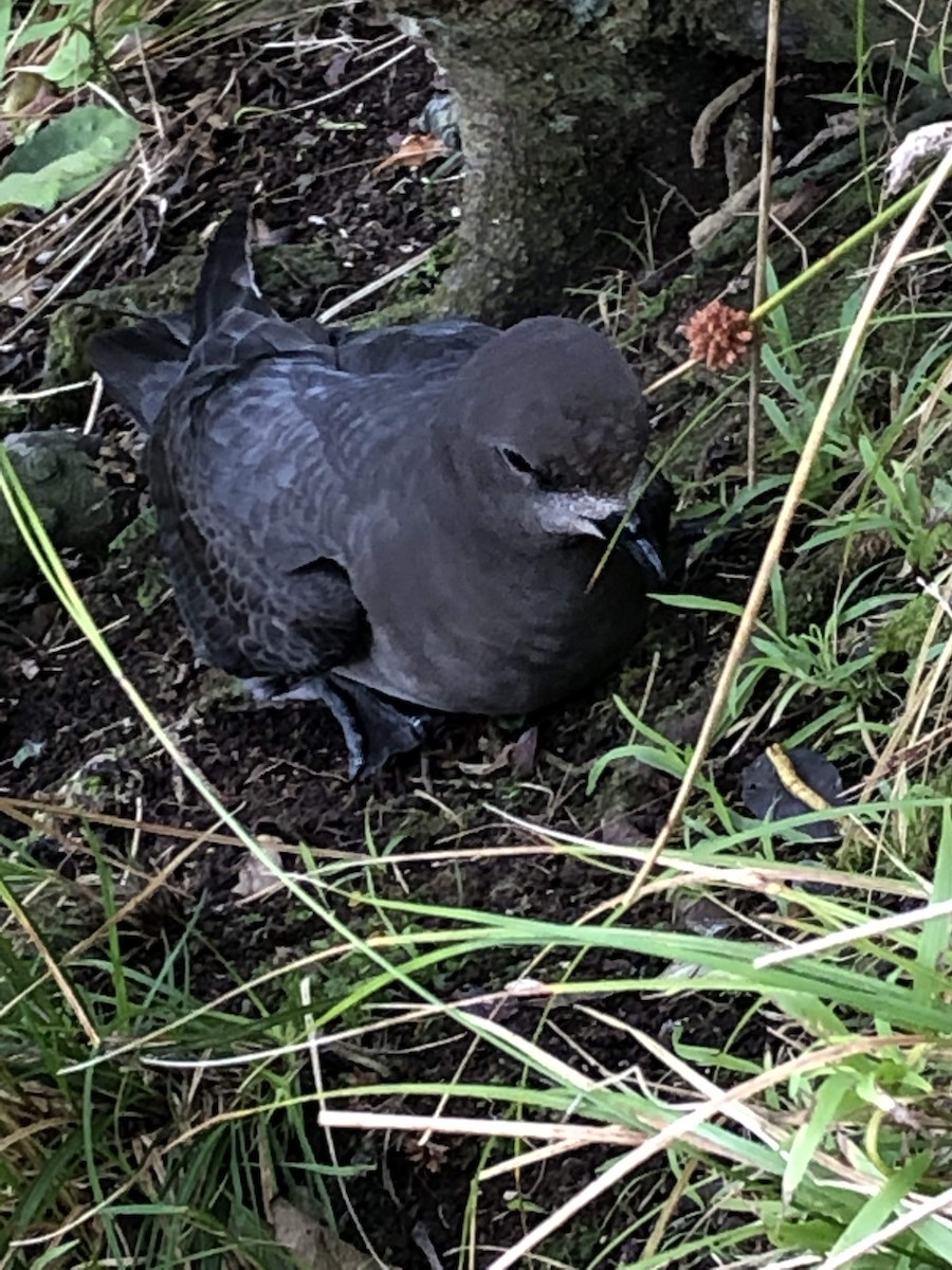 Providence Petrel - ML643496687