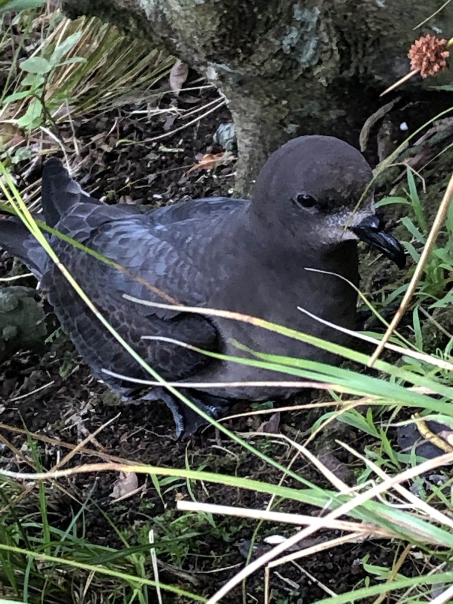 Providence Petrel - ML643496690