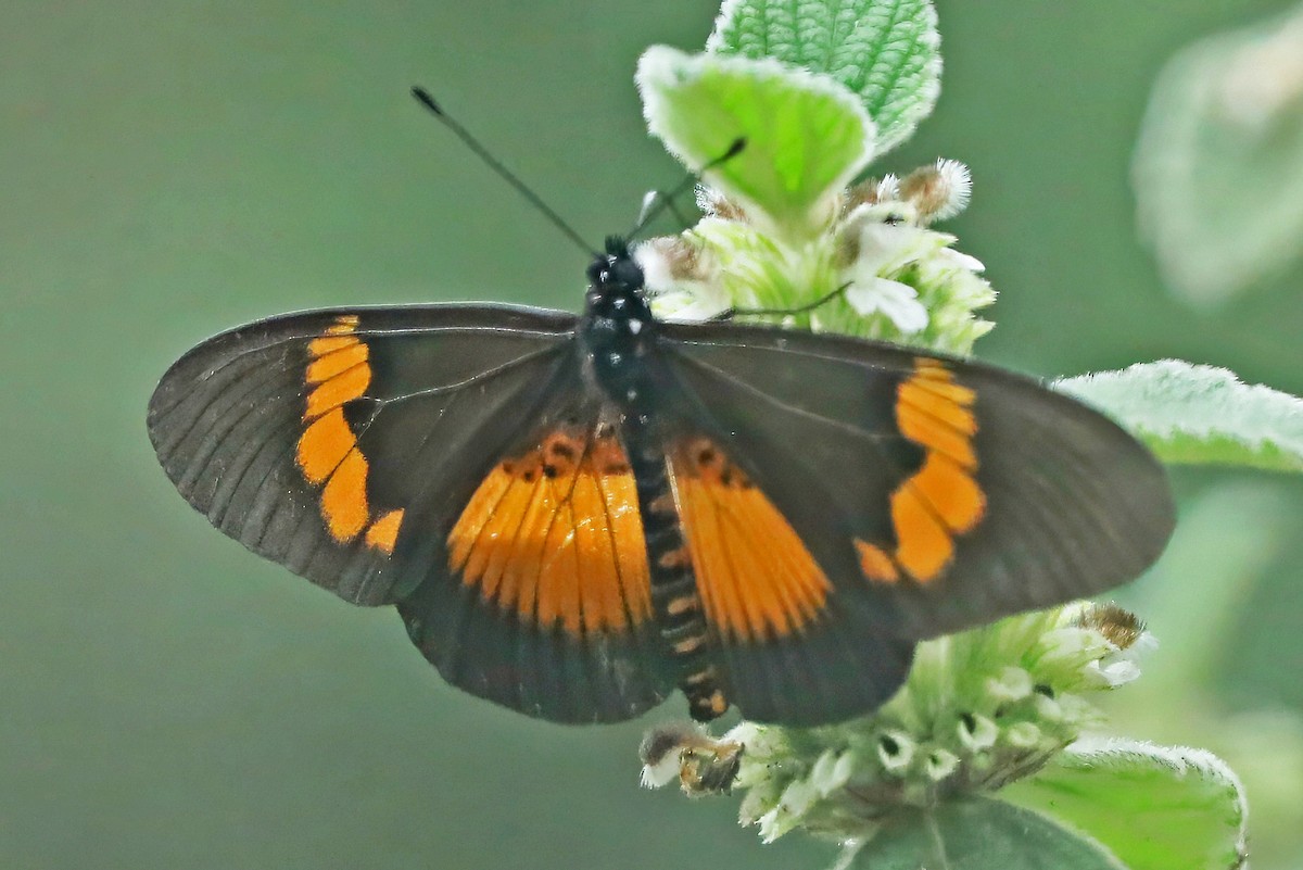 Wanderer - ML643496699