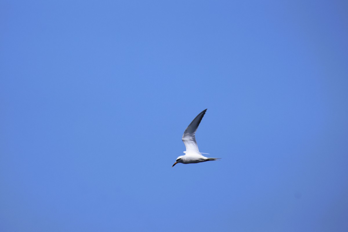Snowy-crowned Tern - ML643496717