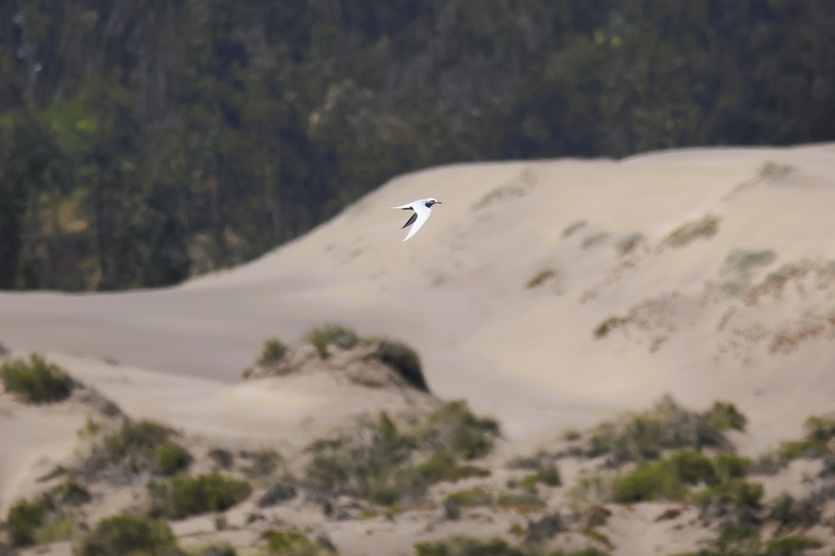 Snowy-crowned Tern - ML643496718
