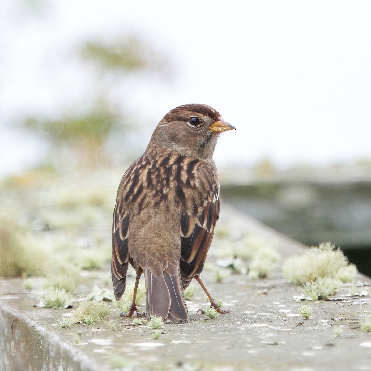 White-crowned Sparrow - ML643496723