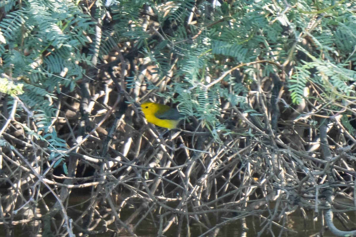 Prothonotary Warbler - ML643496725
