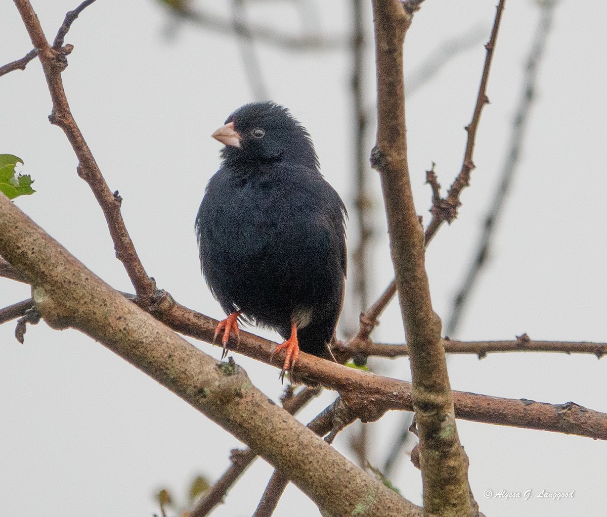 Village Indigobird - ML643496727