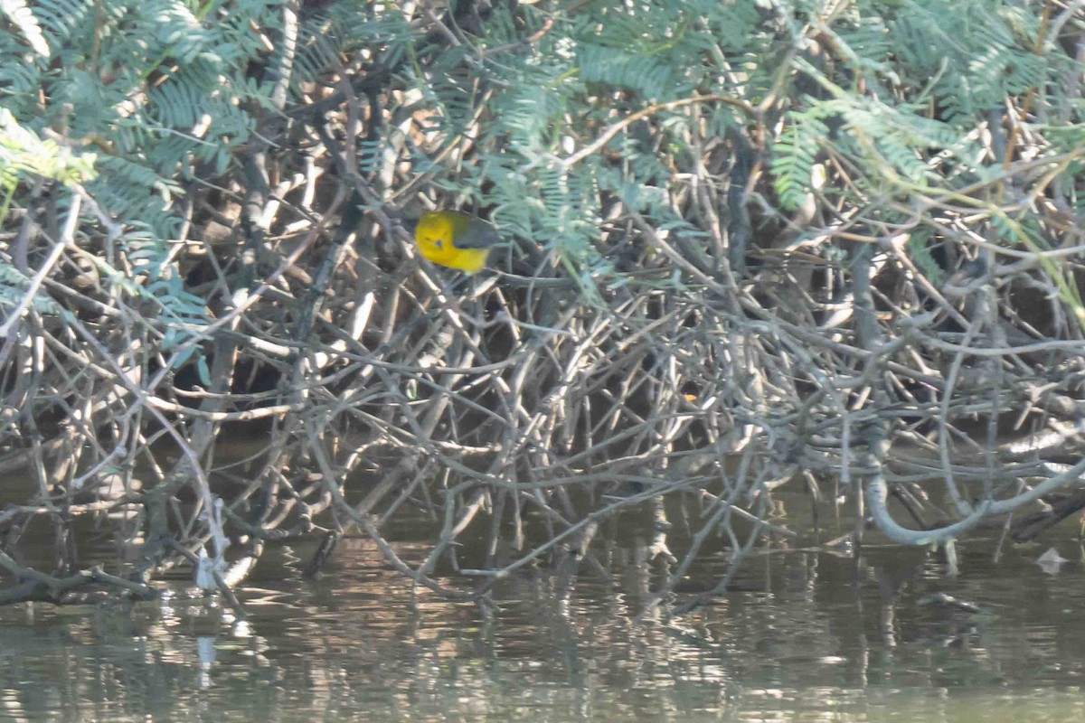 Prothonotary Warbler - ML643496732