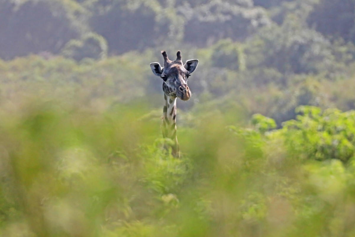 Maasai Giraffe - ML643496745