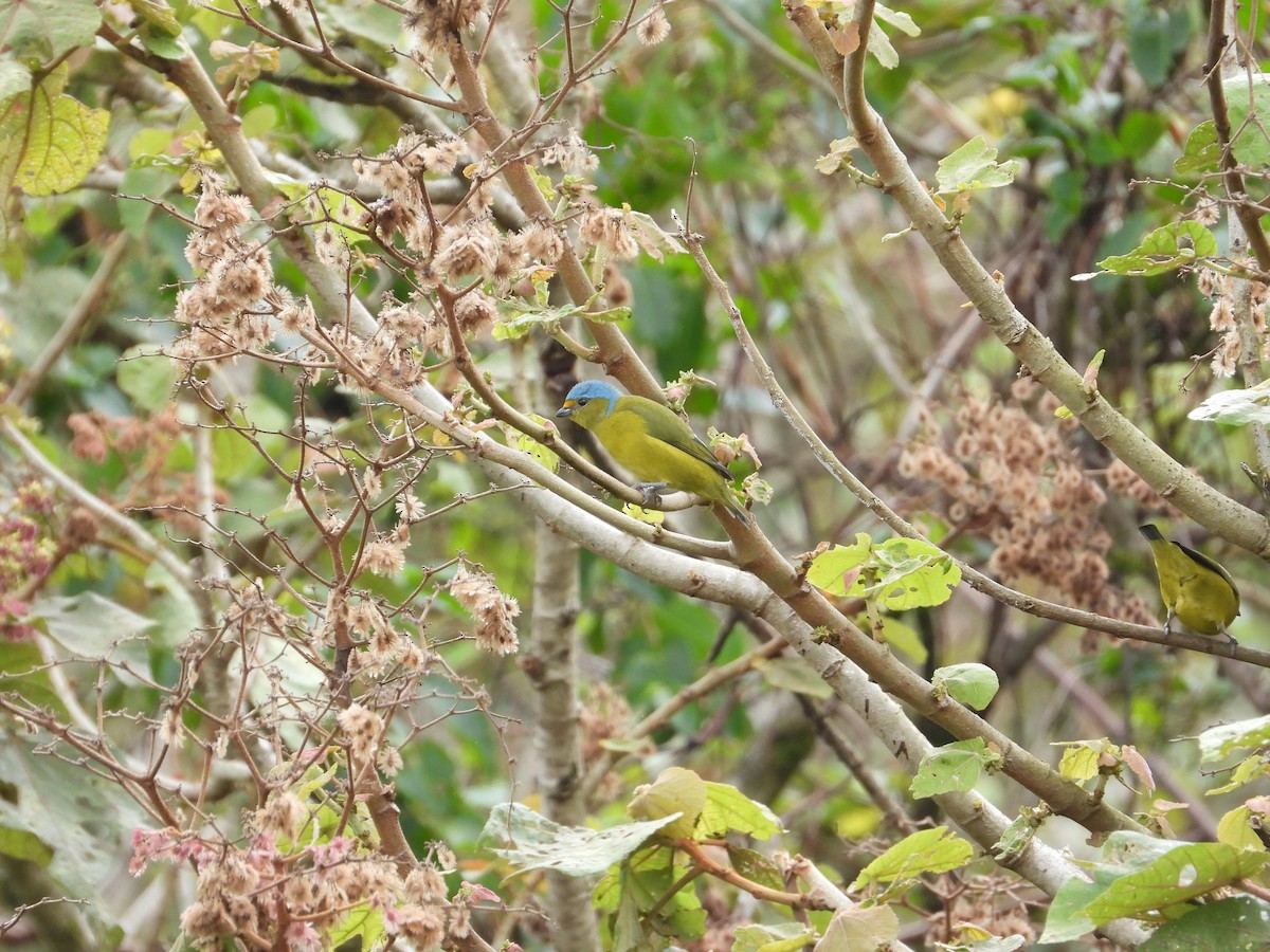 Golden-rumped Euphonia - ML643496760