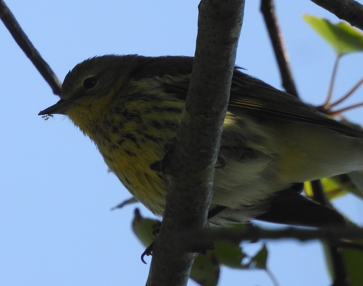 Cape May Warbler - ML643496762
