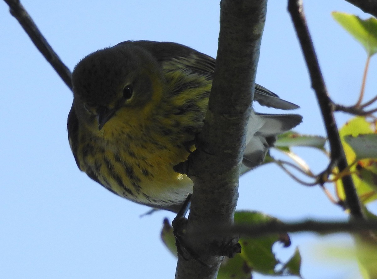 Cape May Warbler - ML643496763