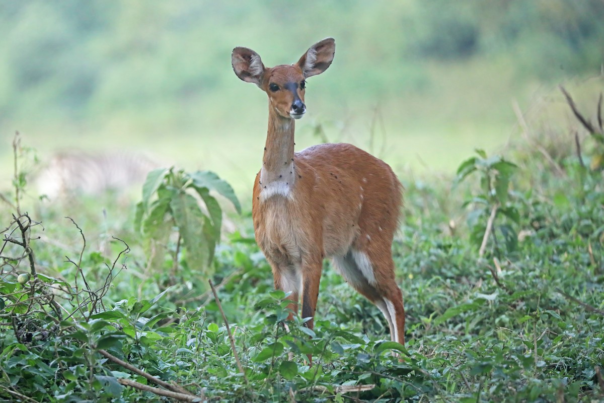 Northern Bushbuck - ML643496764