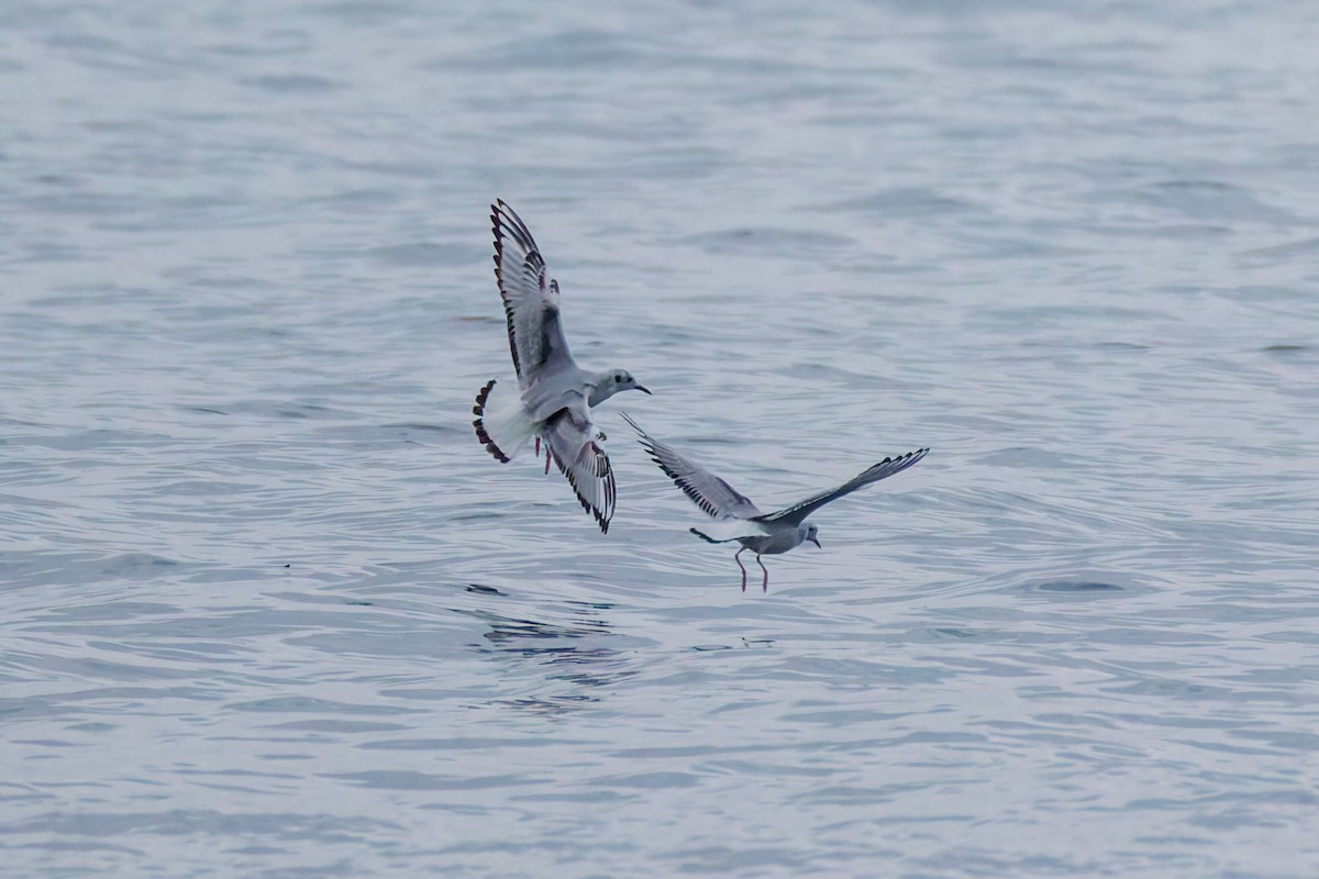 Bonaparte's Gull - ML643496777