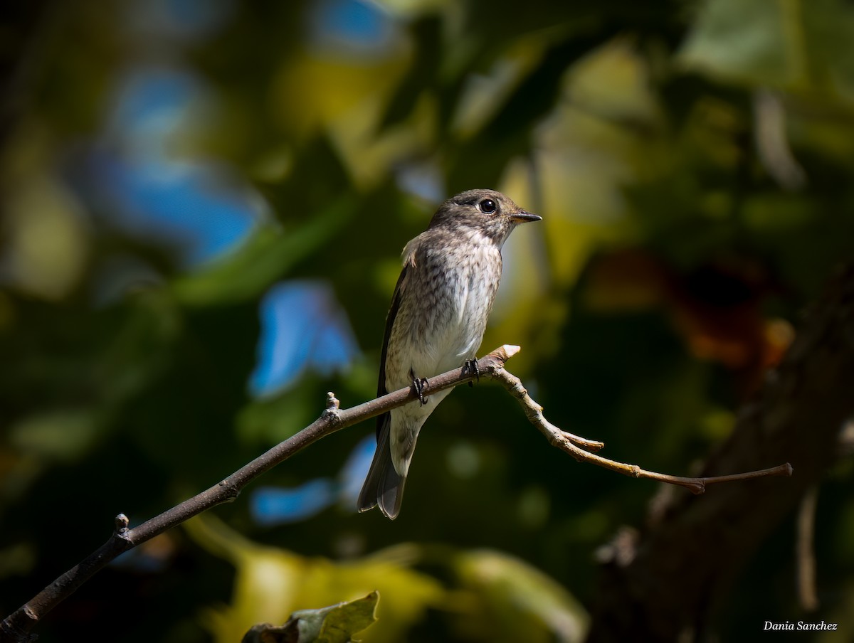 Euli-txori siberiarra - ML643496795