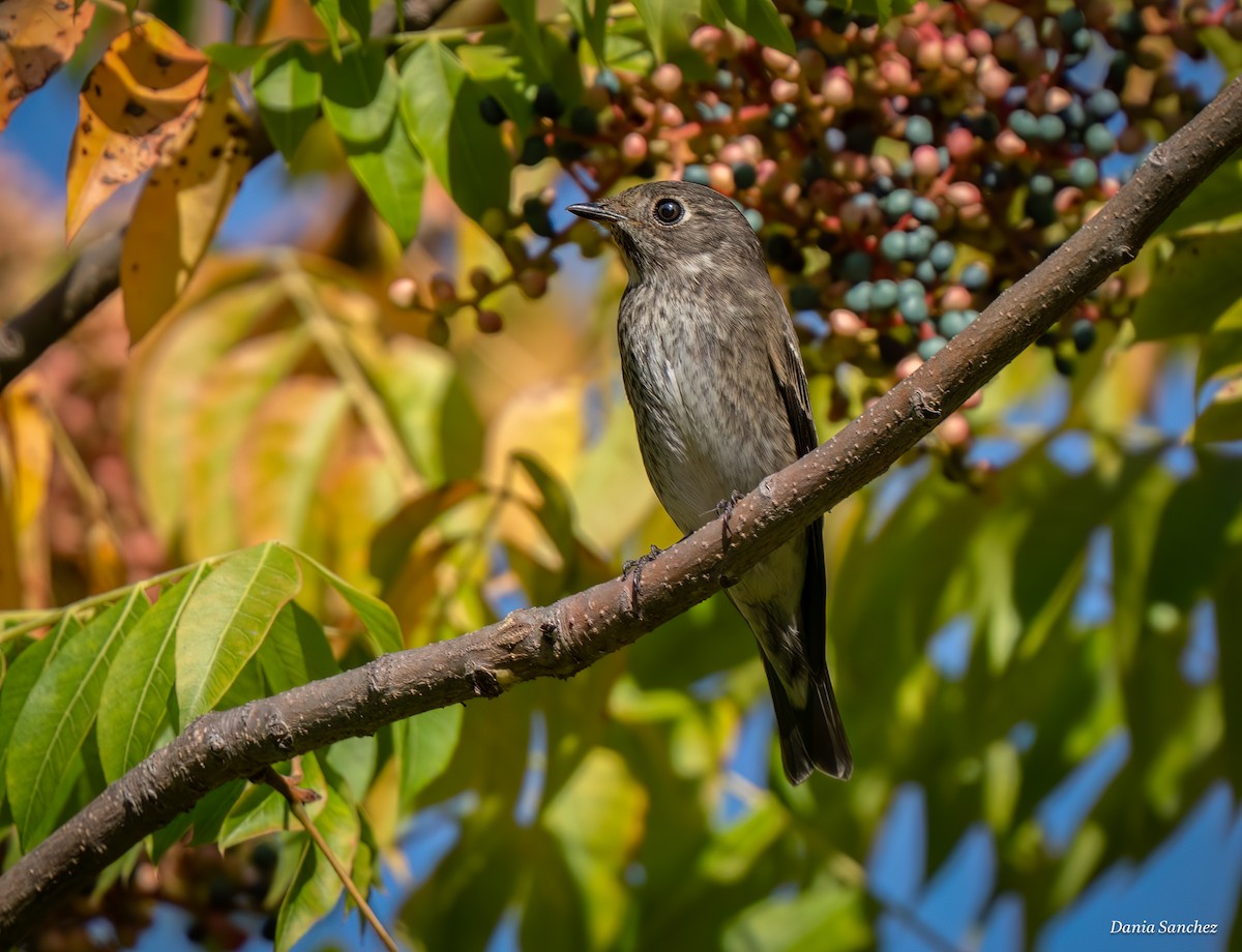 Euli-txori siberiarra - ML643496799