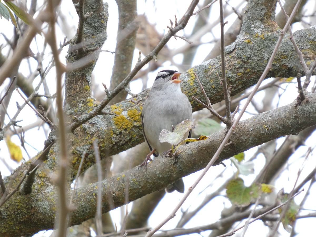 White-crowned Sparrow - ML643496810
