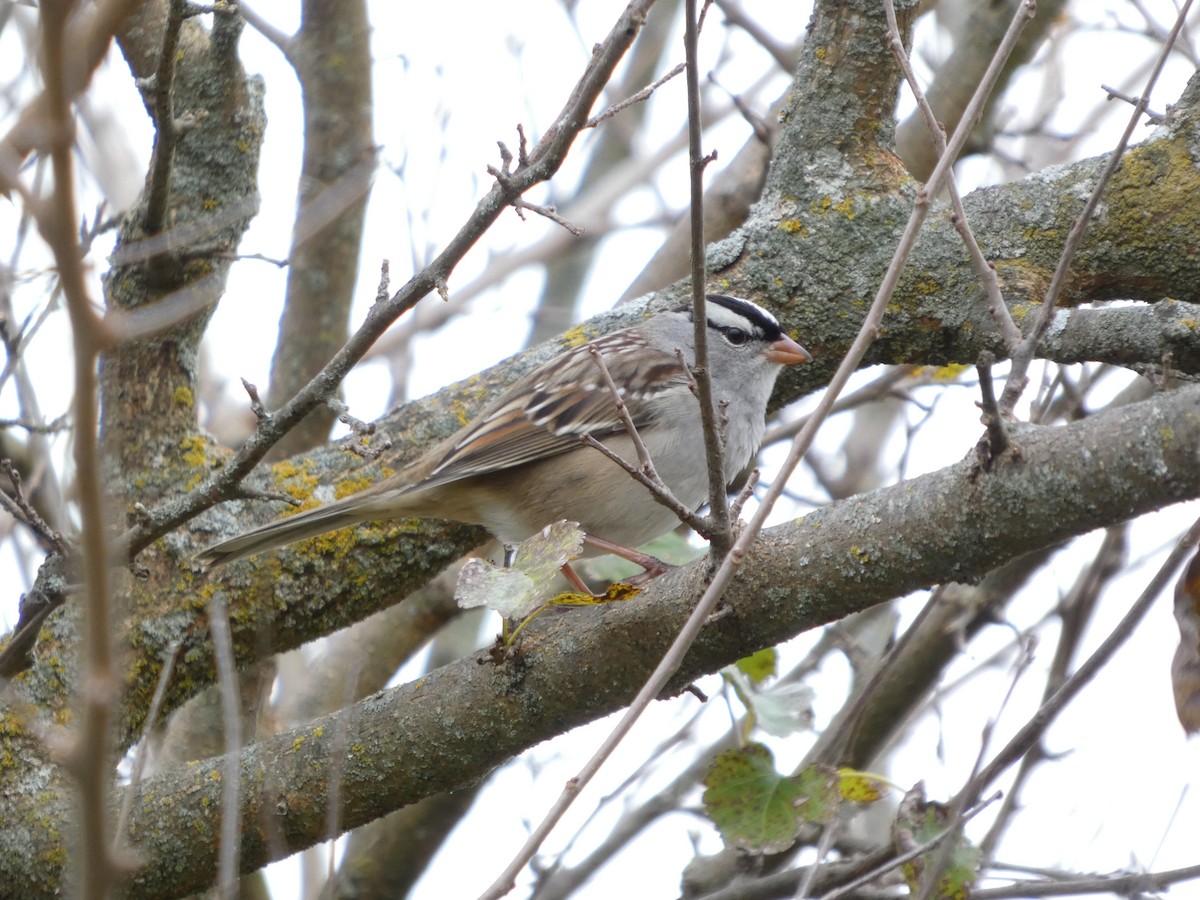 White-crowned Sparrow - ML643496811