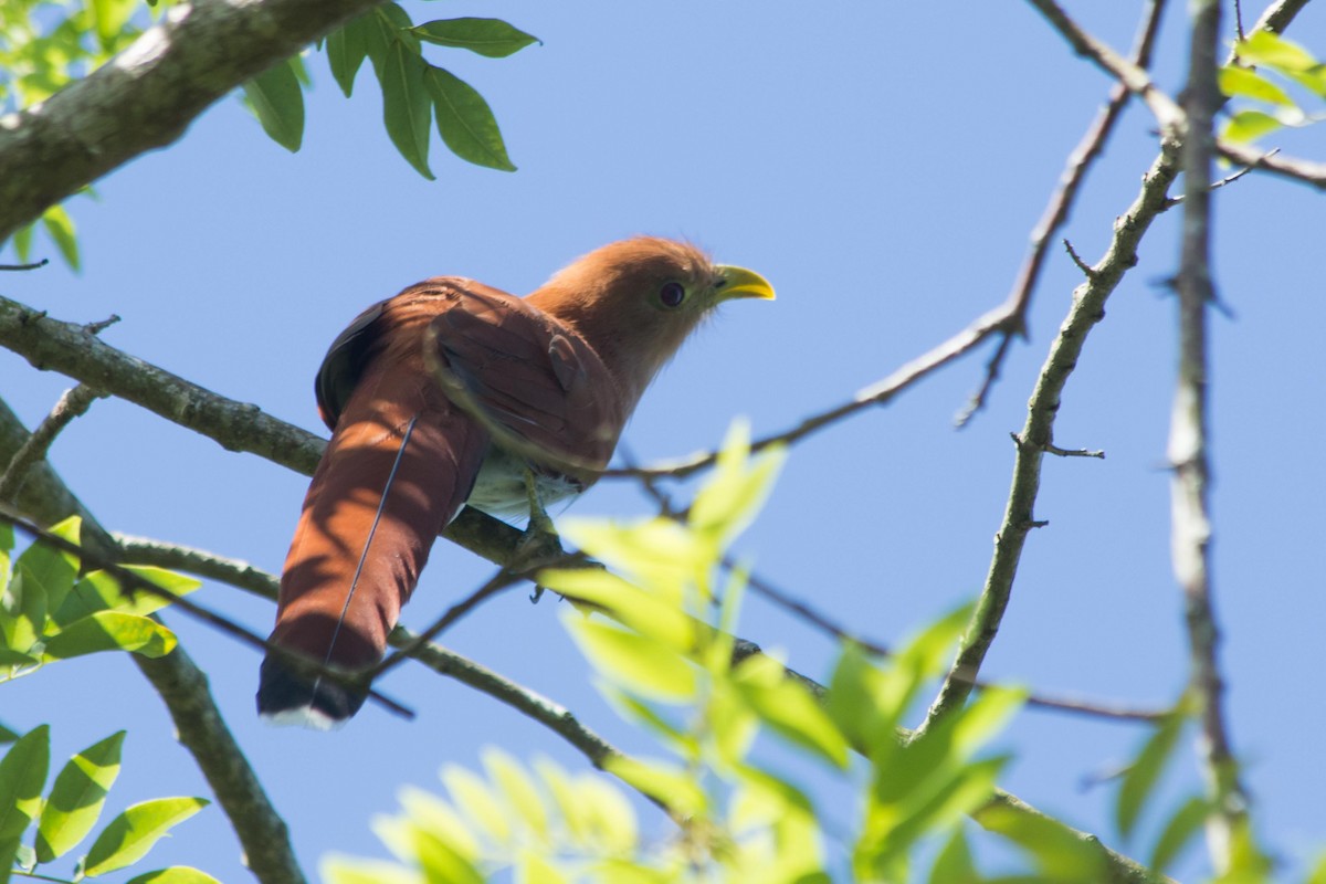 Common Squirrel-Cuckoo - ML643496812