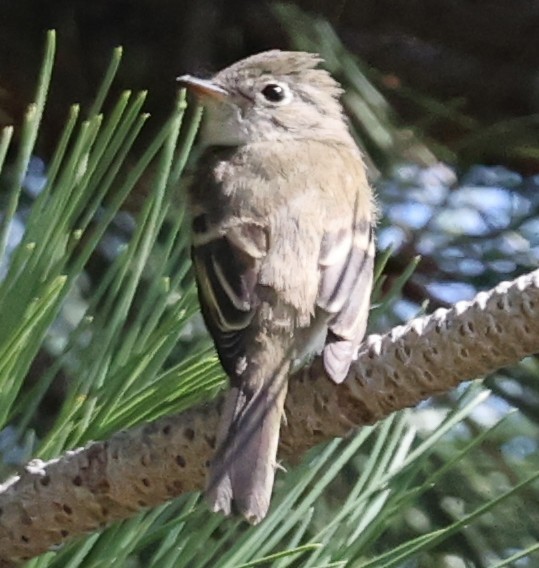 tyranovec malinký - ML643496815