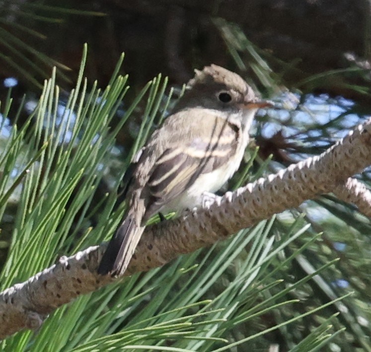 tyranovec malinký - ML643496820
