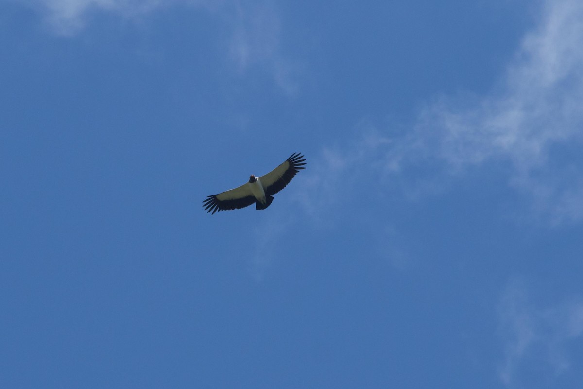 King Vulture - ML643496834