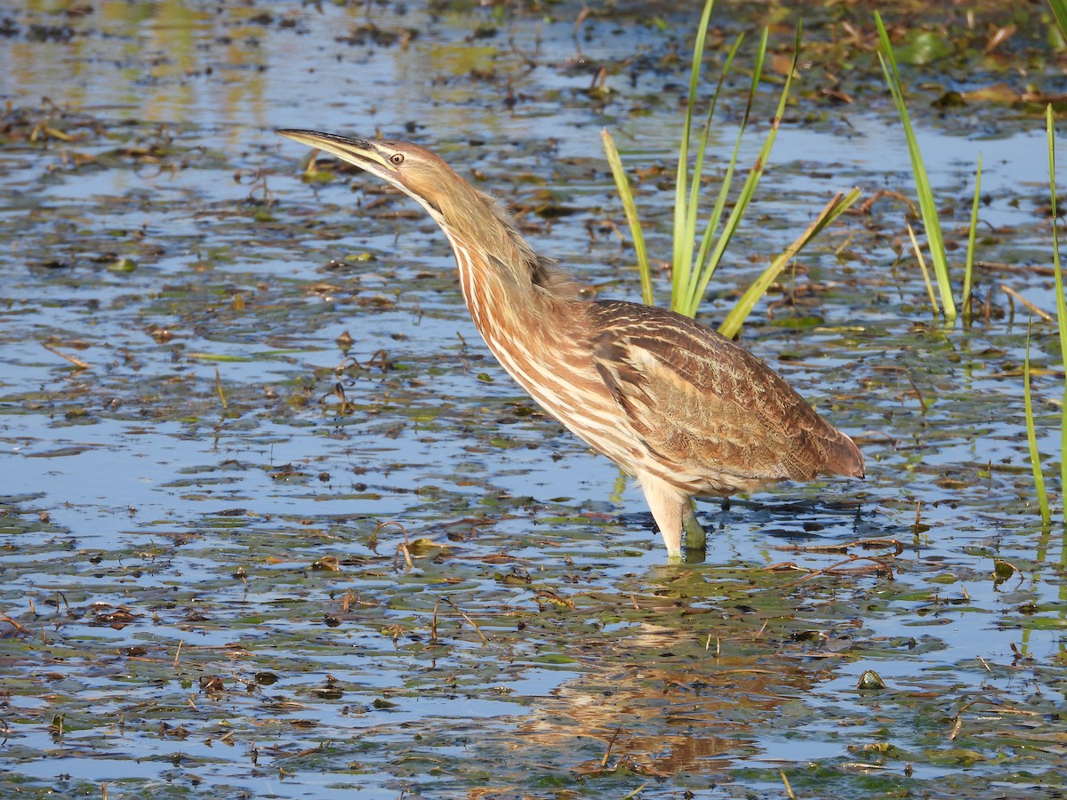 American Bittern - ML643496841
