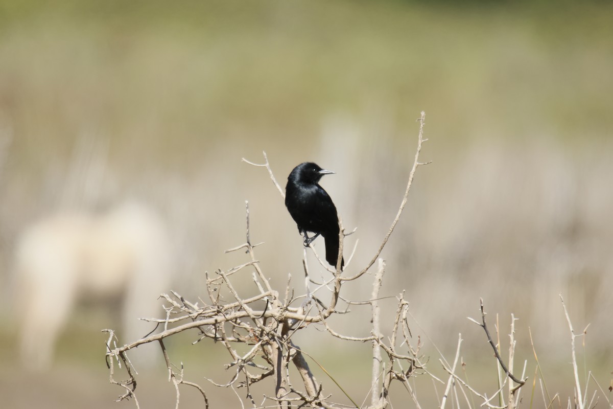 Austral Blackbird - ML643496850