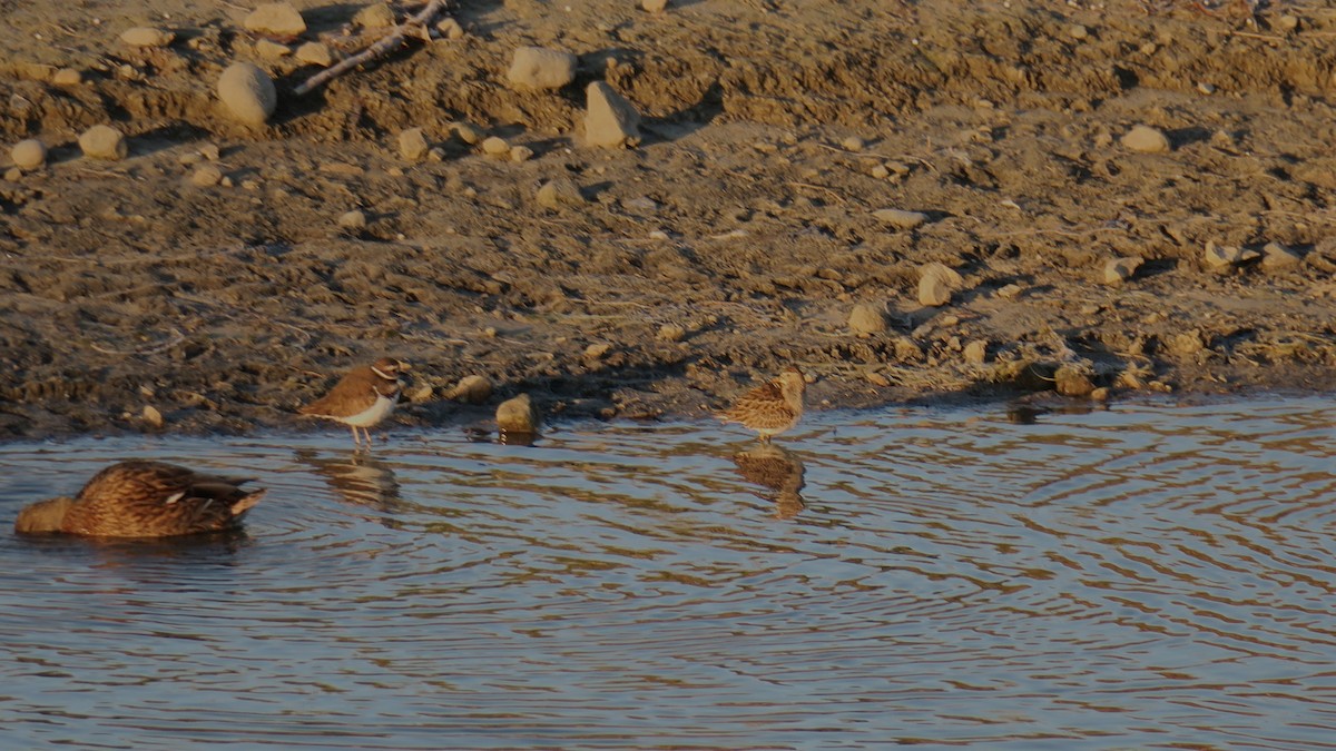Pectoral Sandpiper - ML643496853
