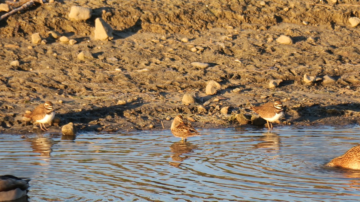 Pectoral Sandpiper - ML643496854