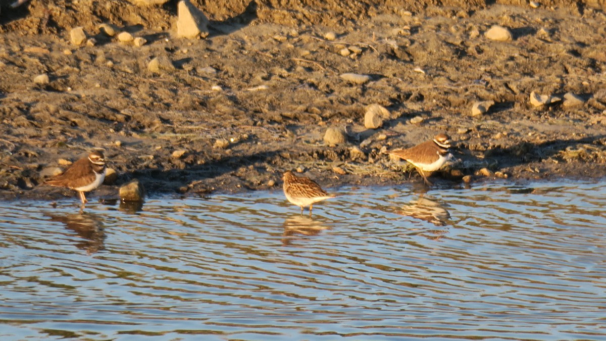 Pectoral Sandpiper - ML643496855