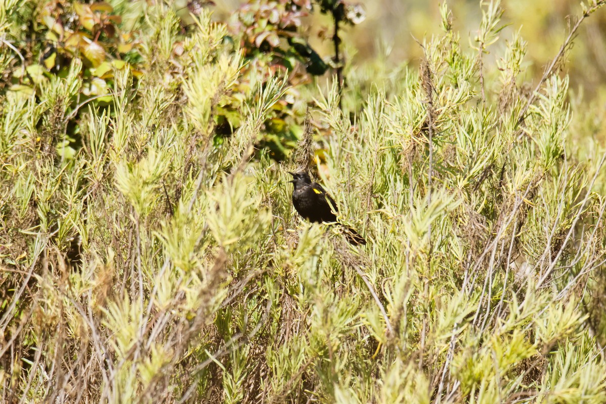 Yellow-winged Blackbird - ML643496870